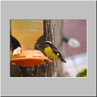13- Sucrier ventre jaune.html